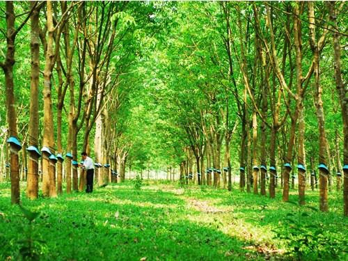 1. Đất Trồng Cây Lâu Năm Có Được Xây Nhà Không? 2 đất trồng cây lâu năm là đất gì